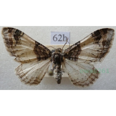 Catarhoe cuculata (Hufnagel, 1767) Paśnik kukułczak Czech62h